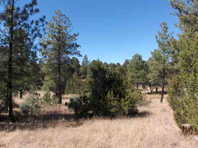 Lot 200 Corner Ransack & Moccasin Overgaard Az 85933 Overgaard, AZ 85933 - Photo 4 of 5