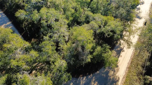 a view of a forest with a tree