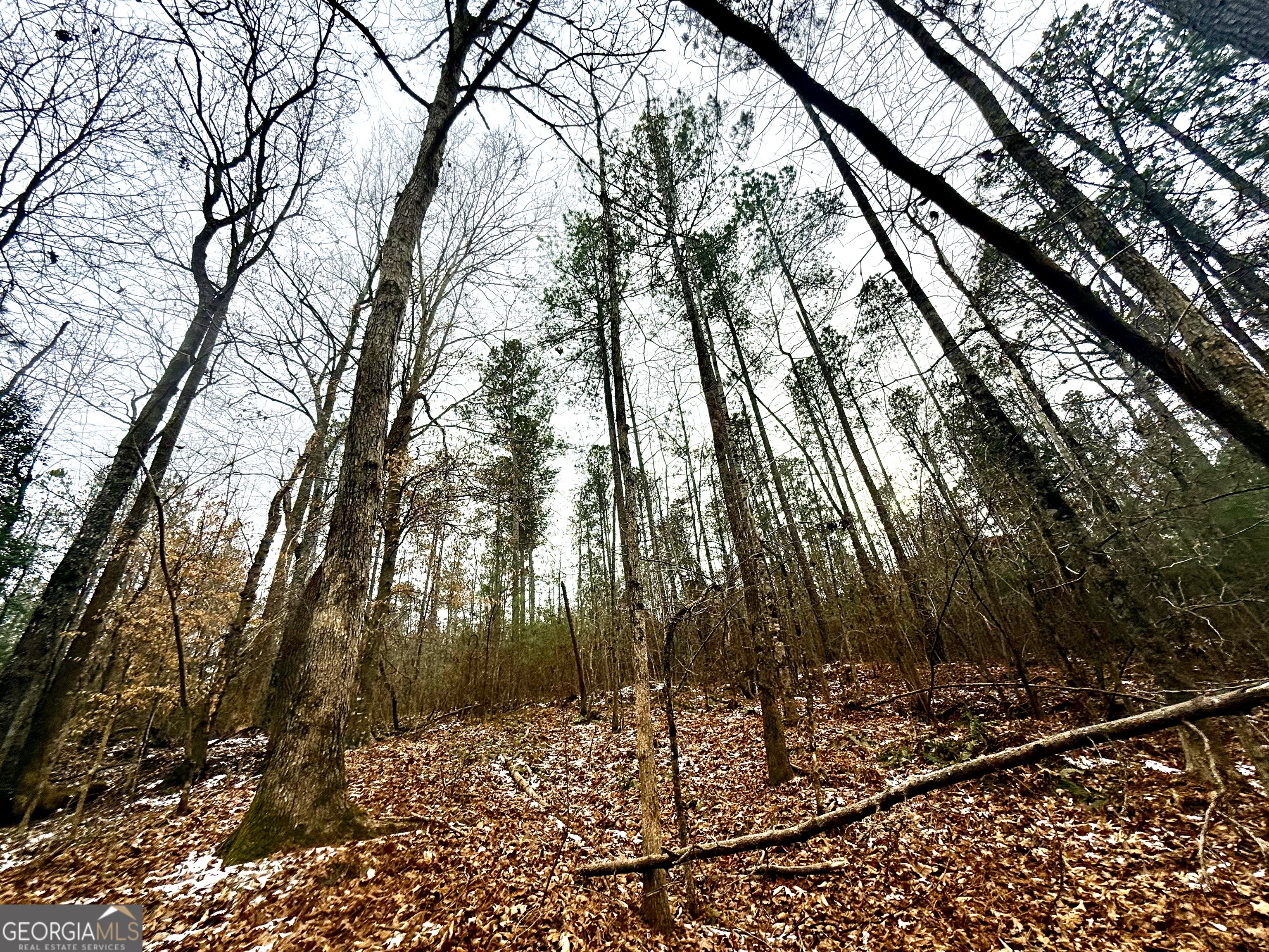 14 Turning Point Way Elberton, GA 30635 - Photo 11 of 65 a view of a forest filled with trees