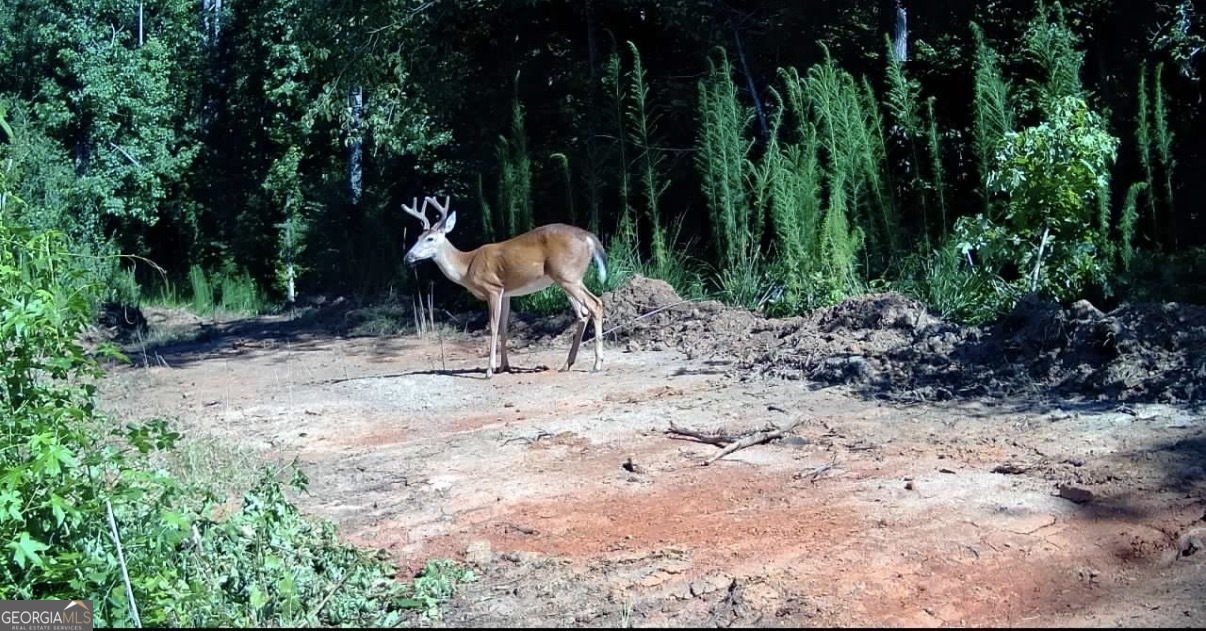14 Turning Point Way Elberton, GA 30635 - Photo 13 of 65 a view of a backyard with plants and trees