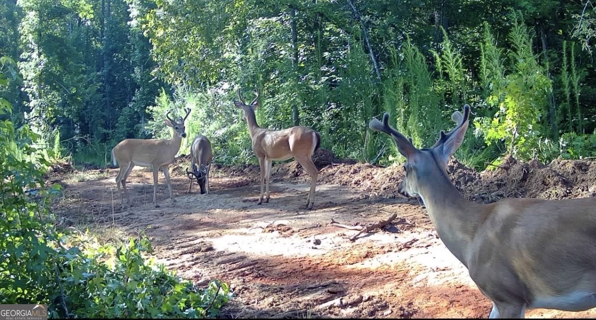 14 Turning Point Way Elberton, GA 30635 - Photo 14 of 65 a backyard of a house with table and chairs