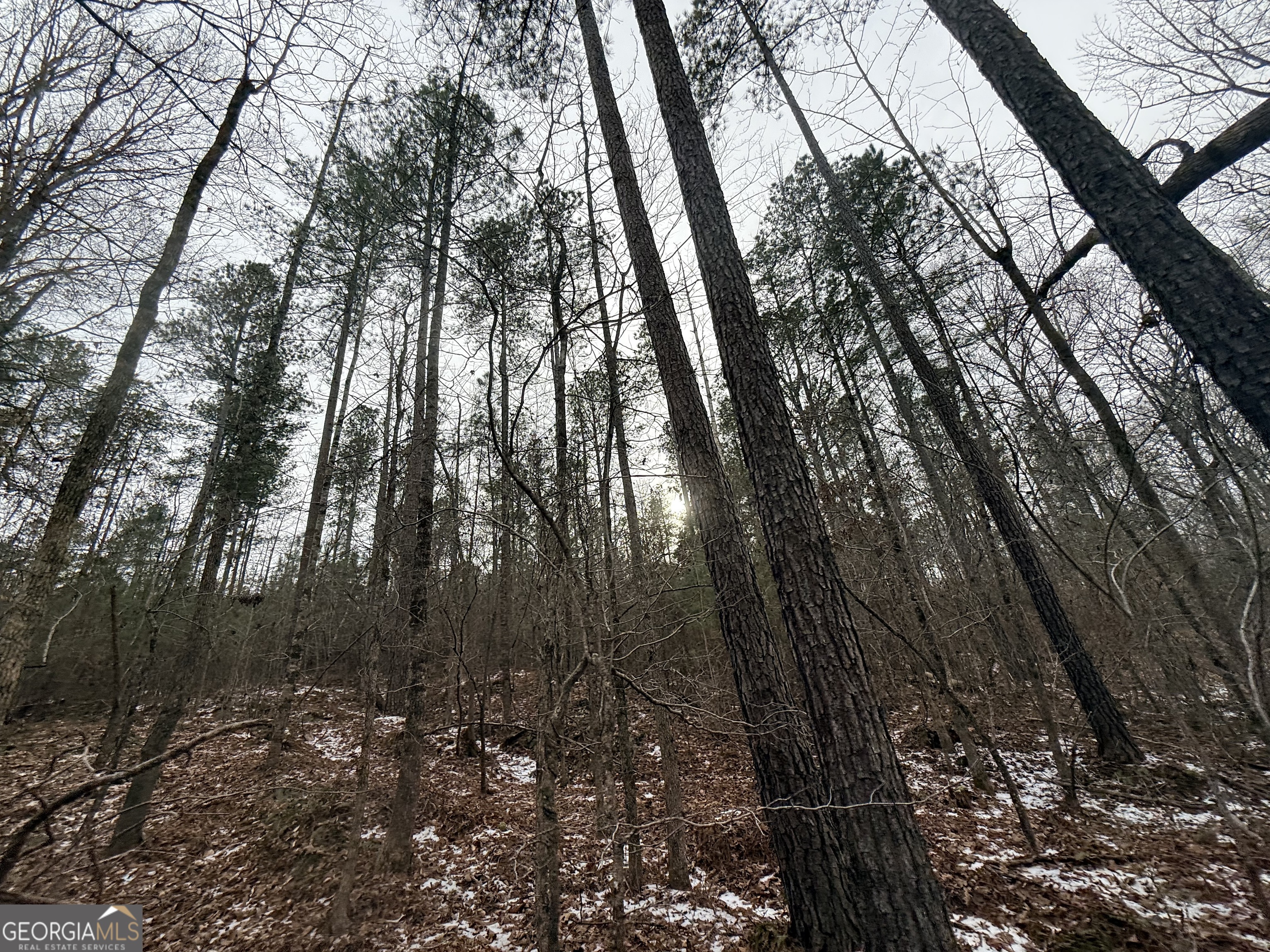 14 Turning Point Way Elberton, GA 30635 - Photo 26 of 65 a view of forest