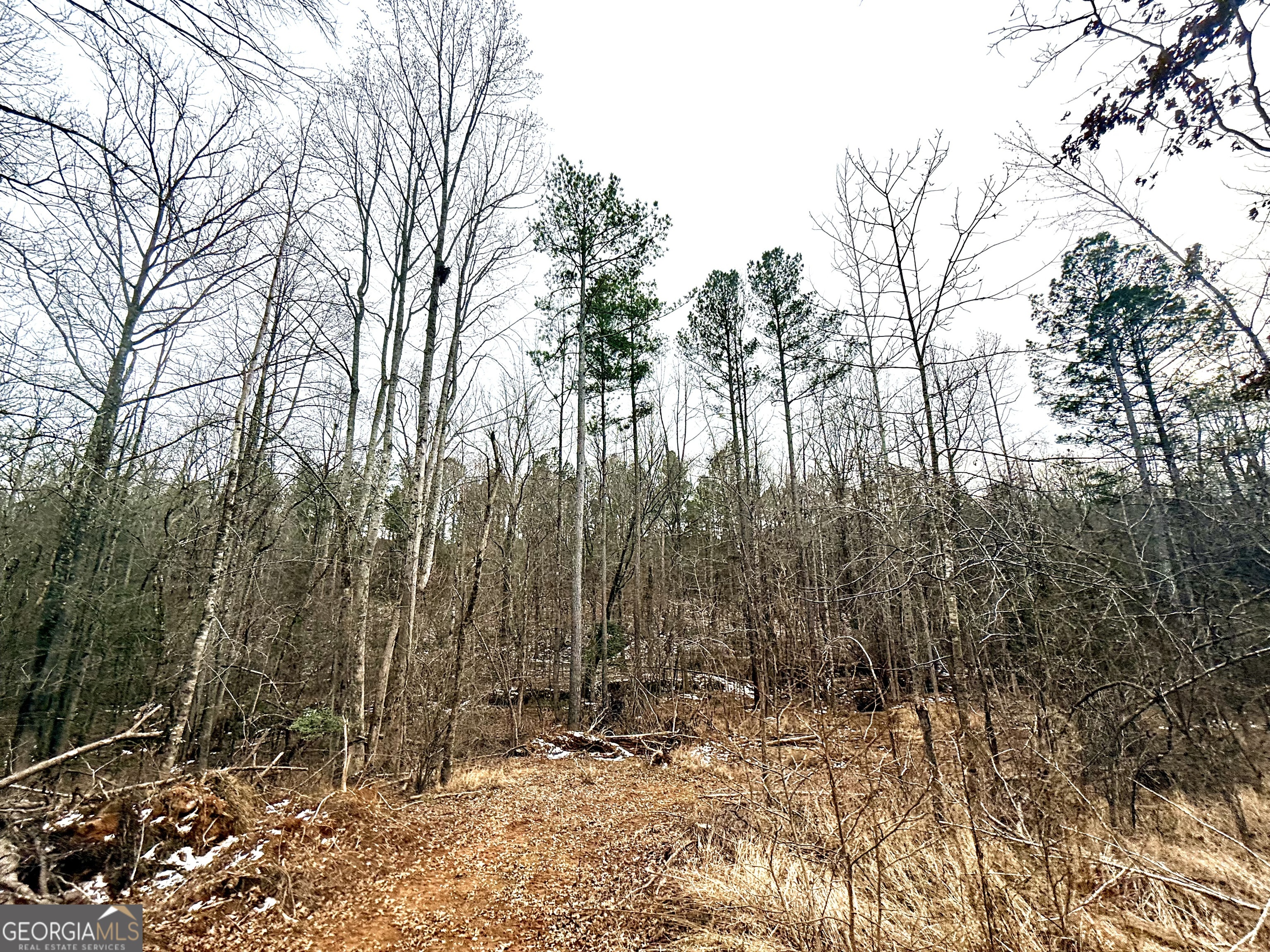 14 Turning Point Way Elberton, GA 30635 - Photo 4 of 65 a view of a forest filled with trees