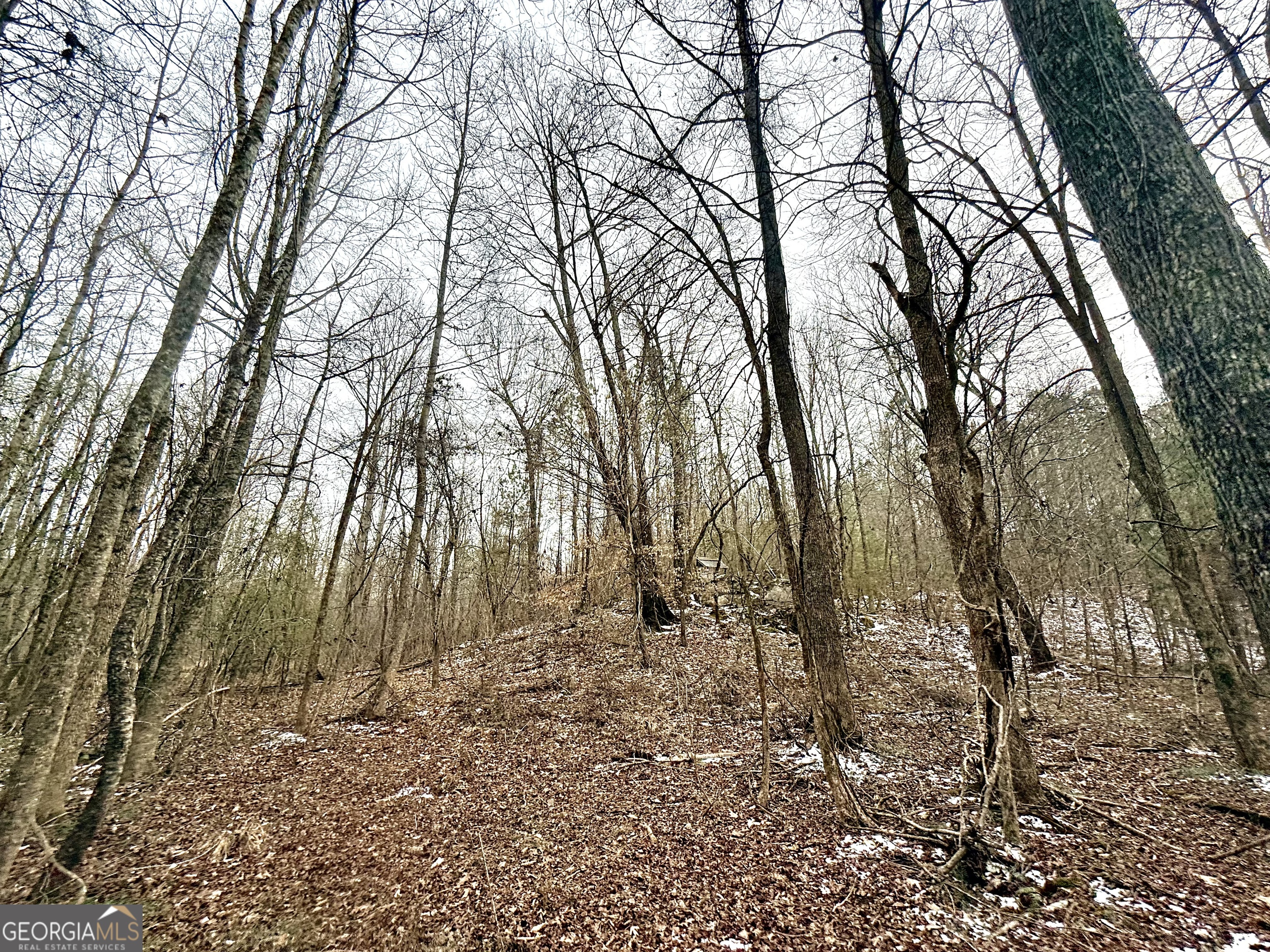 14 Turning Point Way Elberton, GA 30635 - Photo 45 of 65 a view of covered with trees