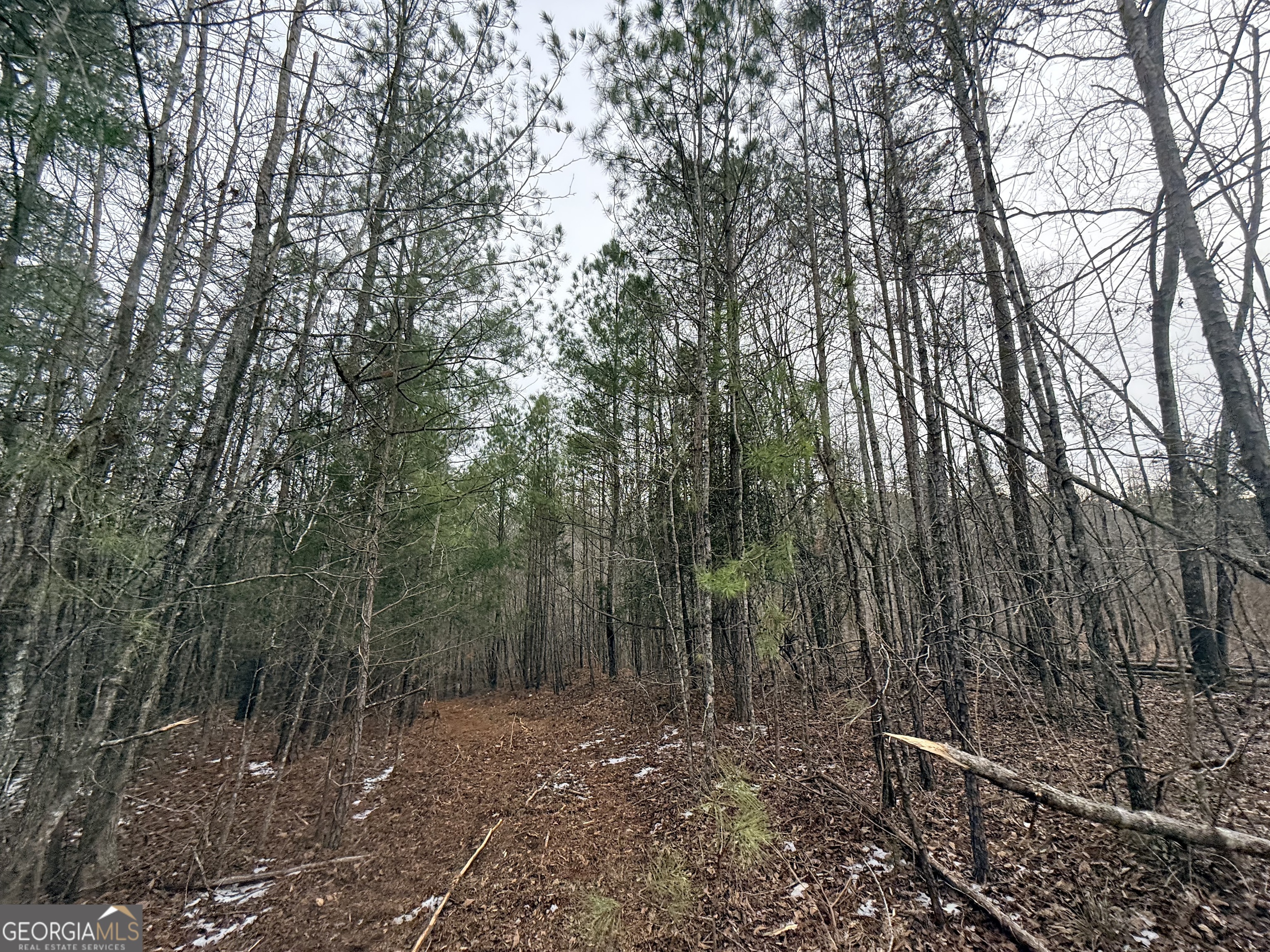 14 Turning Point Way Elberton, GA 30635 - Photo 53 of 65 a view of a forest with trees