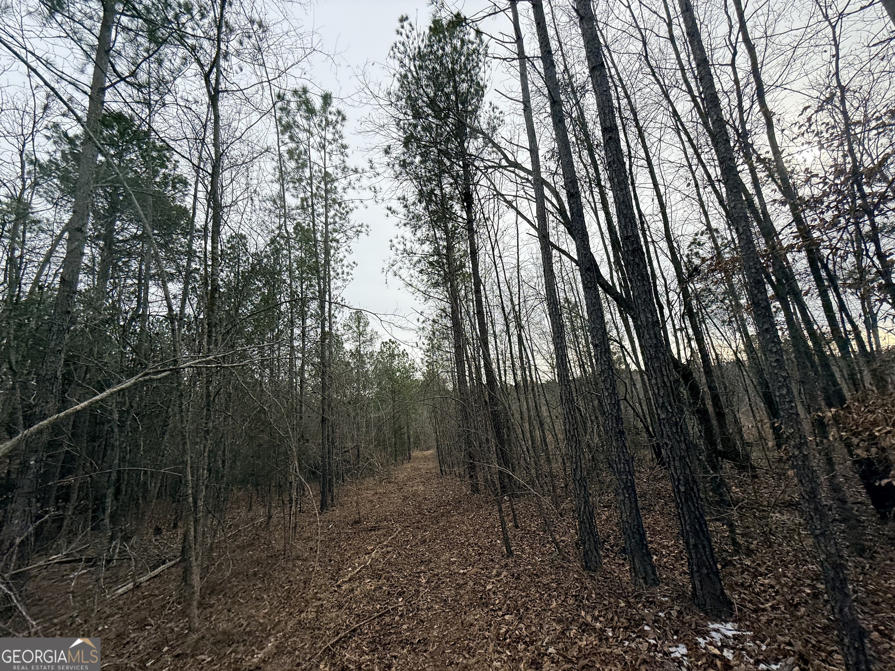 14 Turning Point Way Elberton, GA 30635 - Photo 55 of 65 a view of a forest with a trees