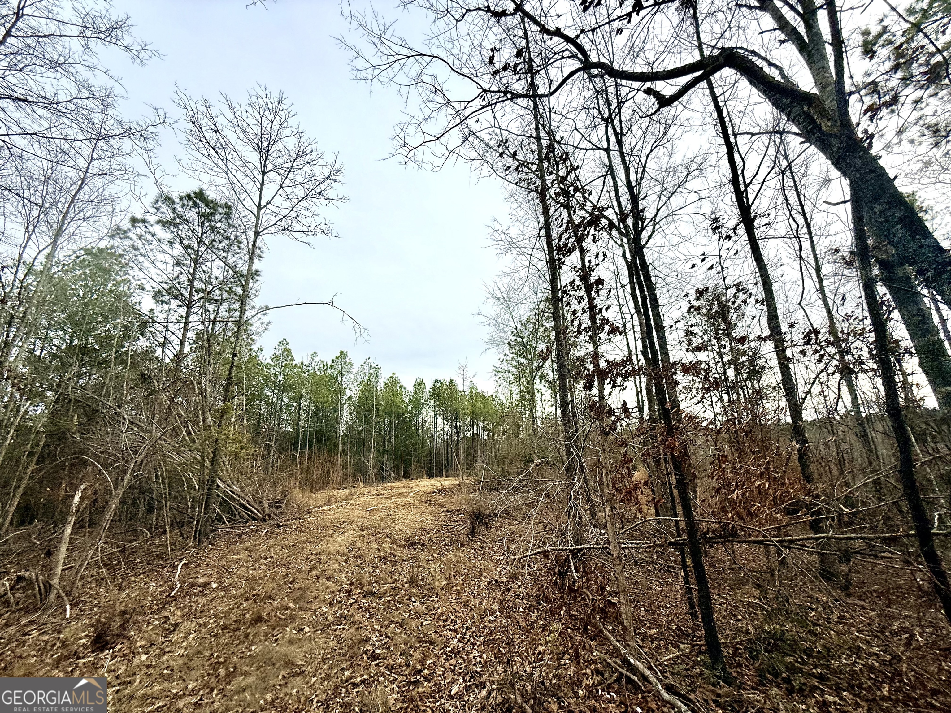 14 Turning Point Way Elberton, GA 30635 - Photo 60 of 65 a view of a forest filled with trees