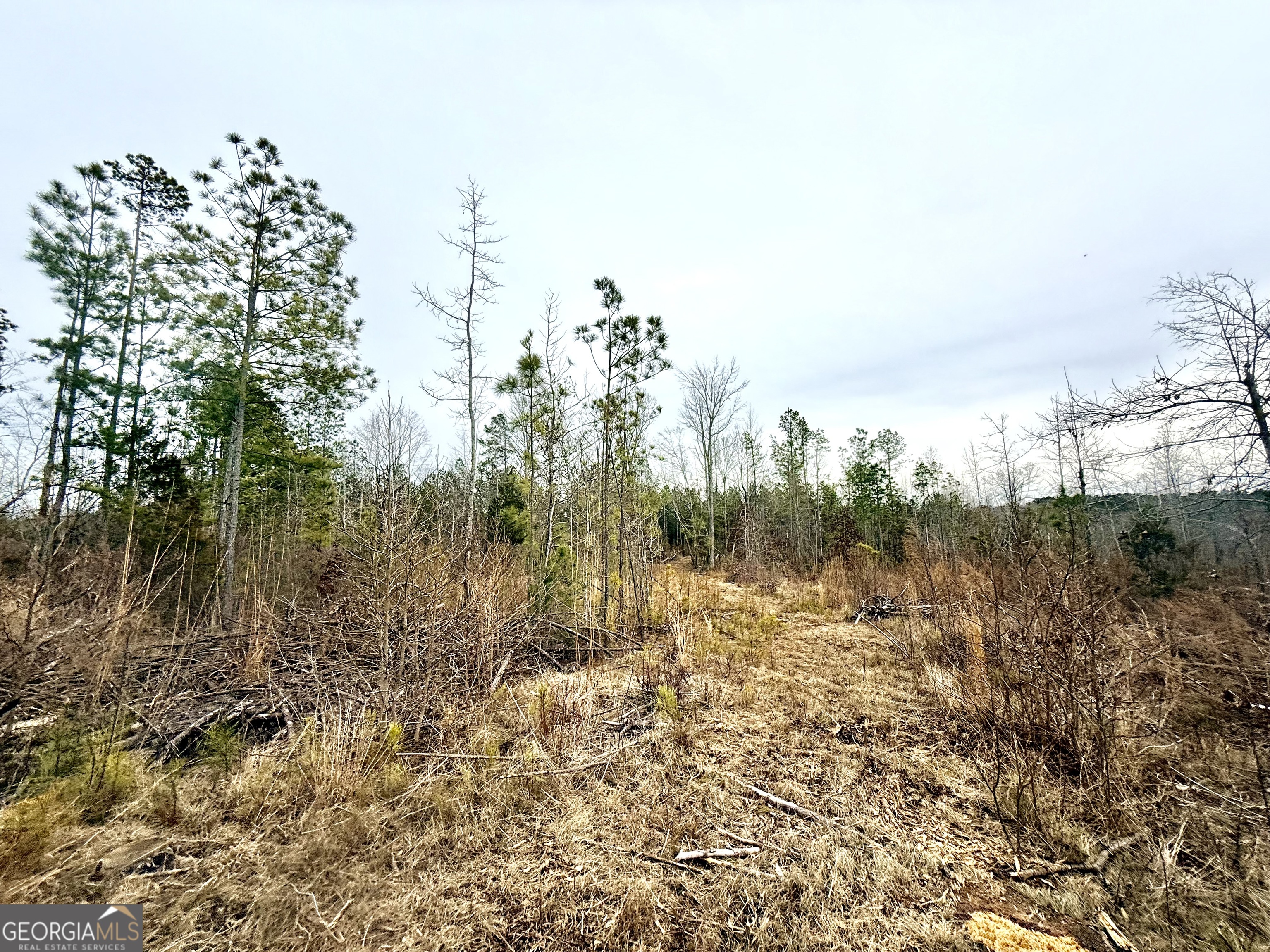 14 Turning Point Way Elberton, GA 30635 - Photo 61 of 65 a view of a yard with trees