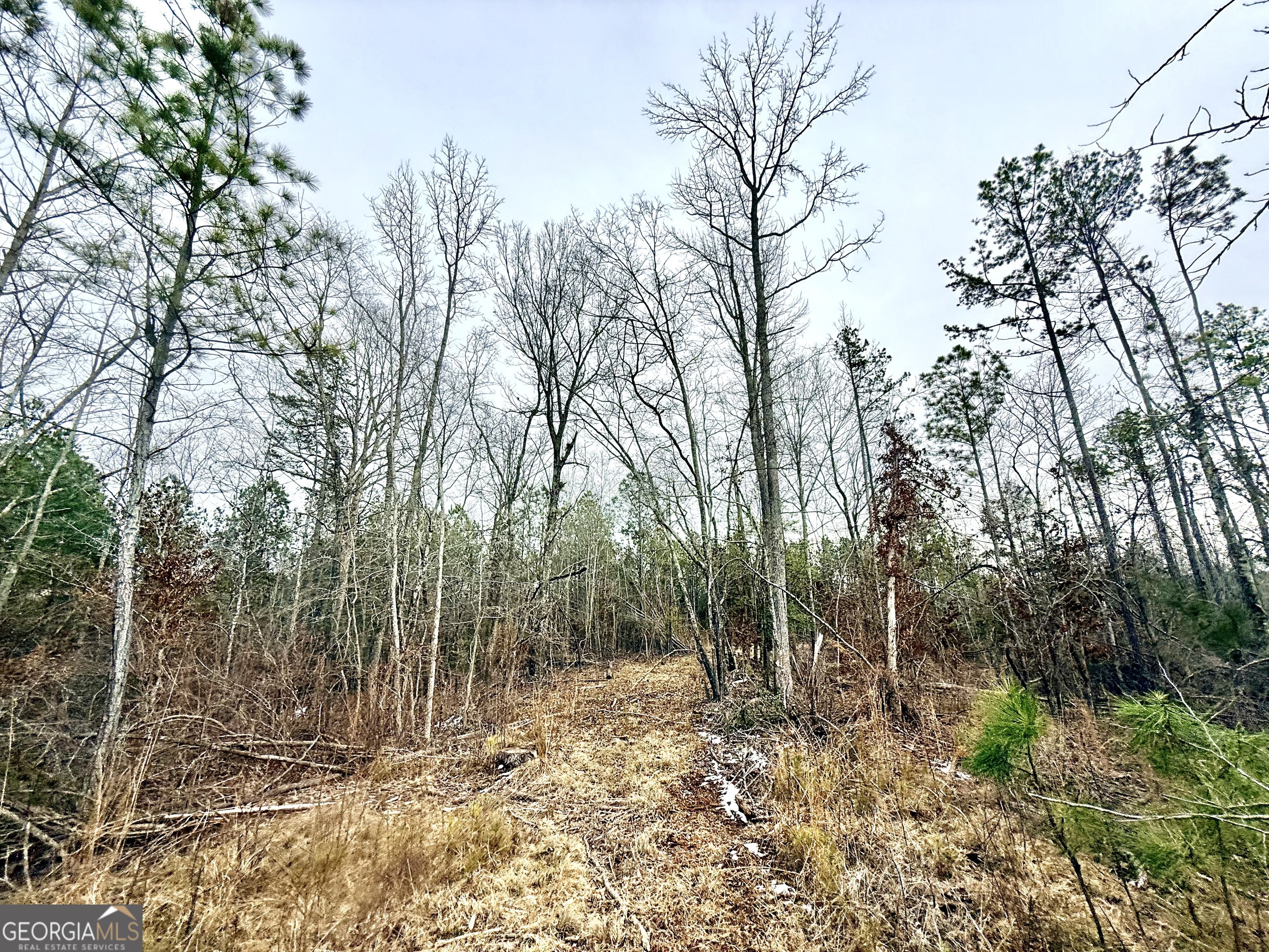 14 Turning Point Way Elberton, GA 30635 - Photo 62 of 65 a view of a forest with trees in the background