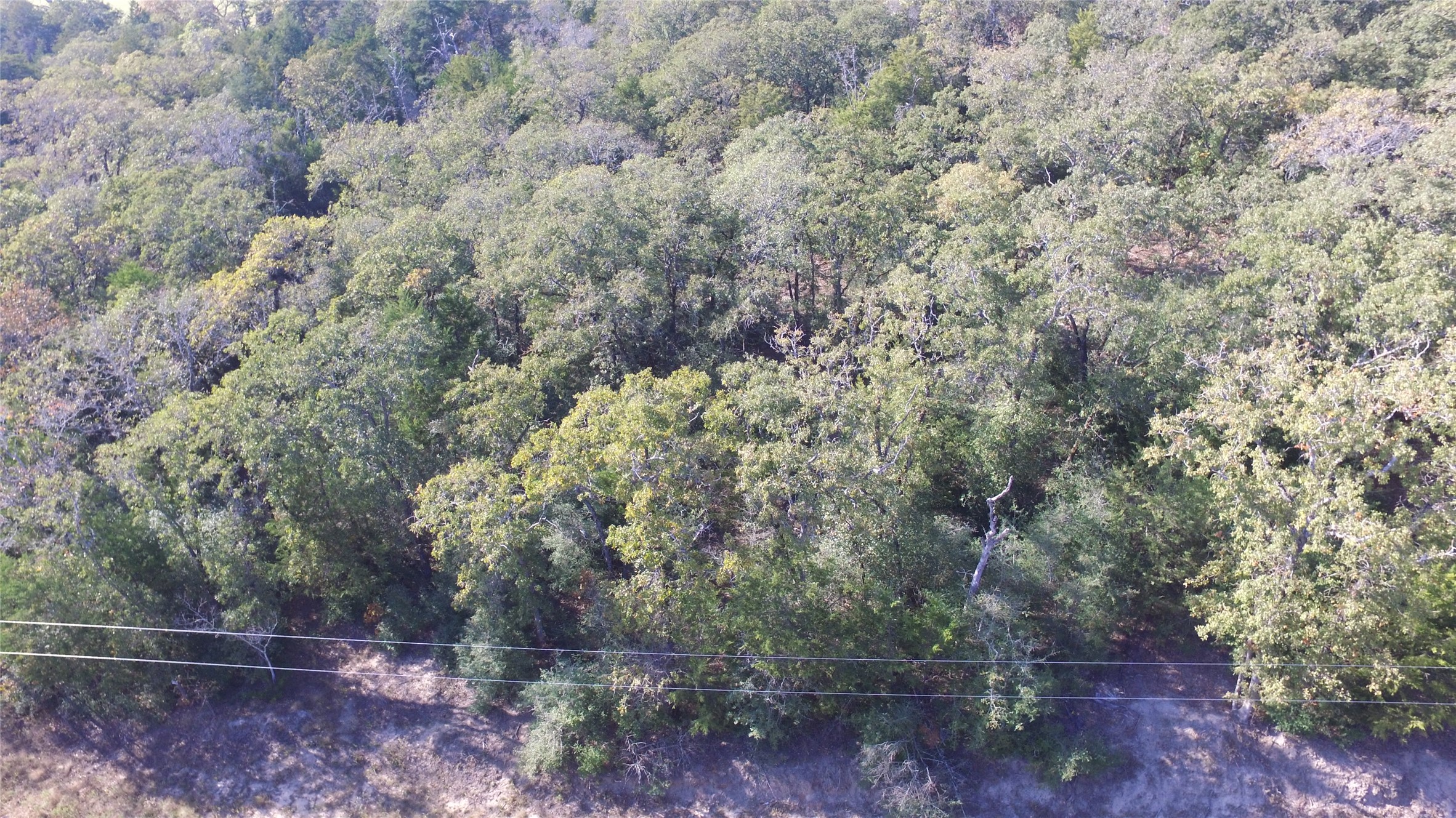 2308 Myrtle Lane Cameron, TX 76520 - Photo 2 of 11 a view of a forest with a tree