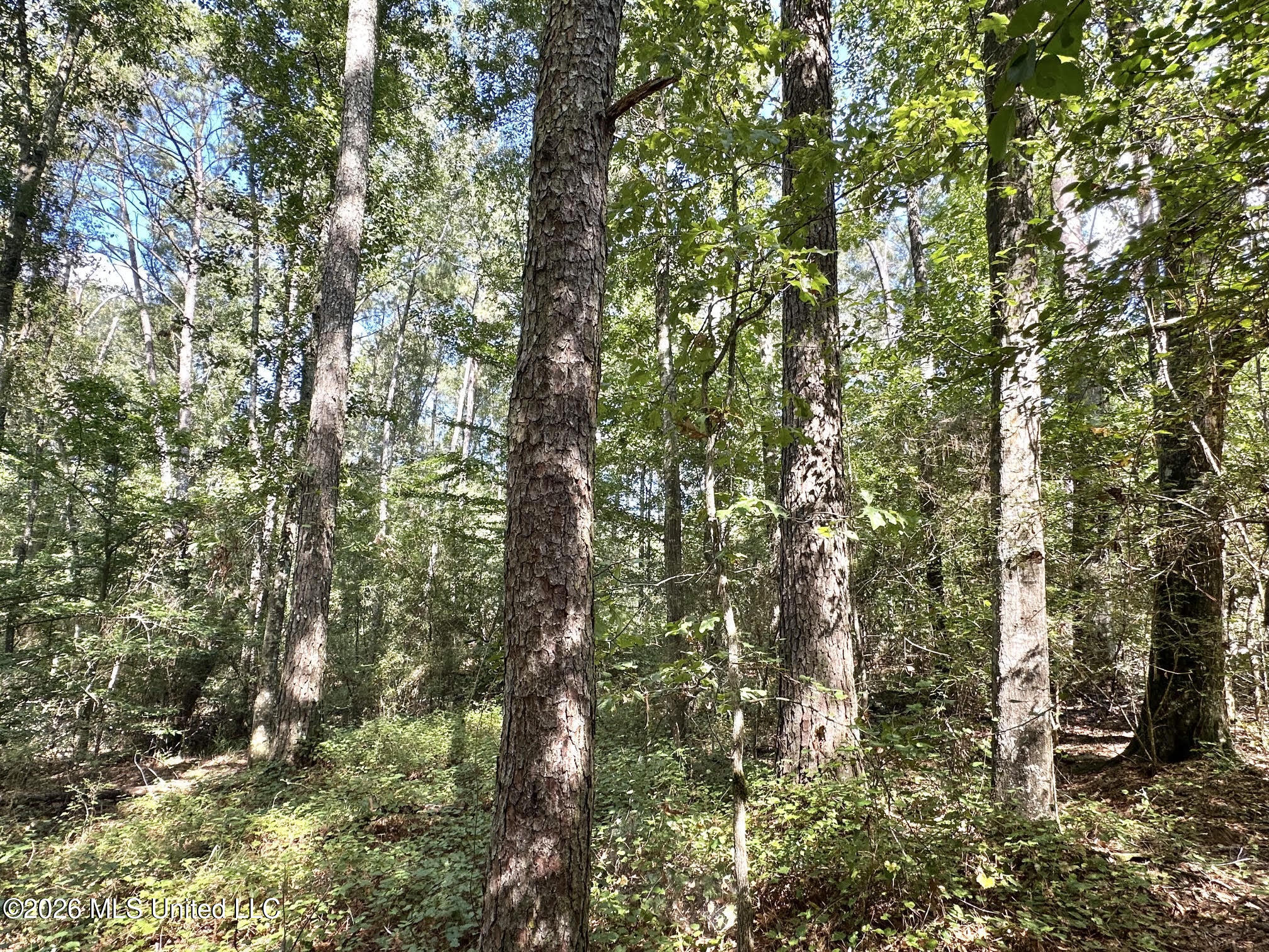 3 Dry Creek Road Magee, MS 39111 - Photo 5 of 12 15