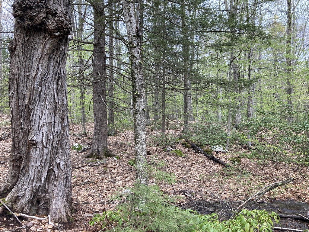 0 Bullard Pasture Road Wendell, MA 01379 - Photo 1 of 1 Gallery Image 1