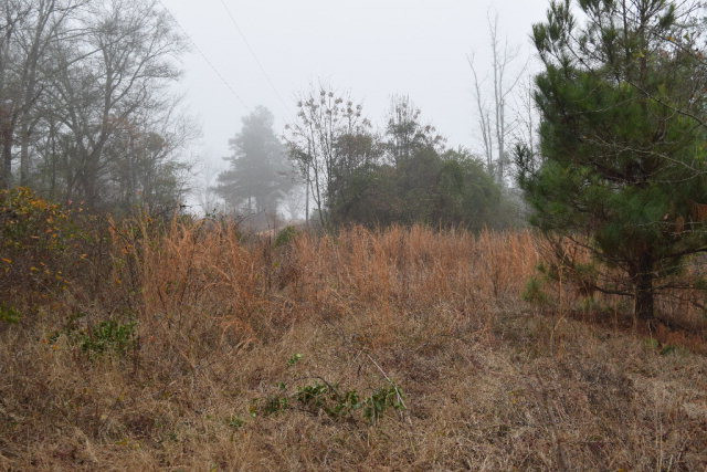 Lot 9 Archie Ware Road Ridge Spring, SC 29129 - Photo 2 of 5