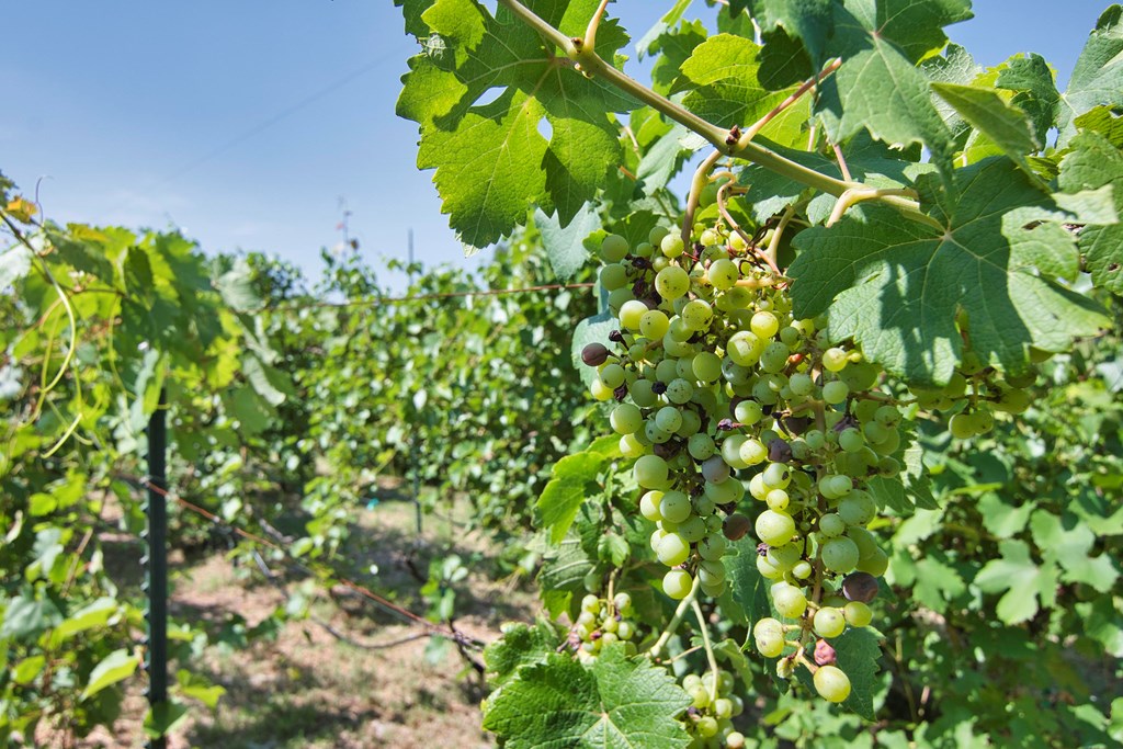 754 Ischar Street Mason, TX 76856 - Photo 38 of 38