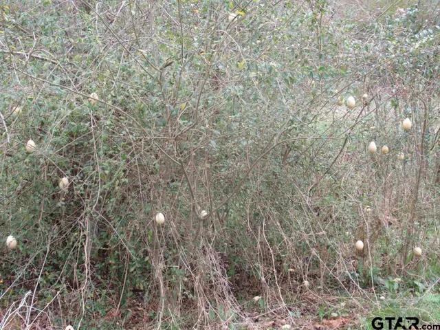 $204,400 | 7079 241 S, Alto, TX 75925