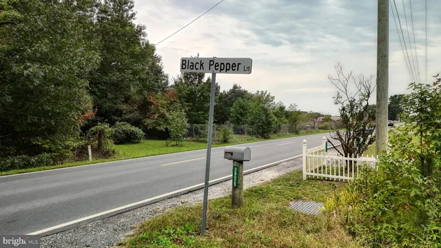 a view of a garden with plants