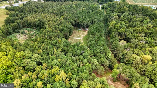 a view of a big yard with plants and large trees