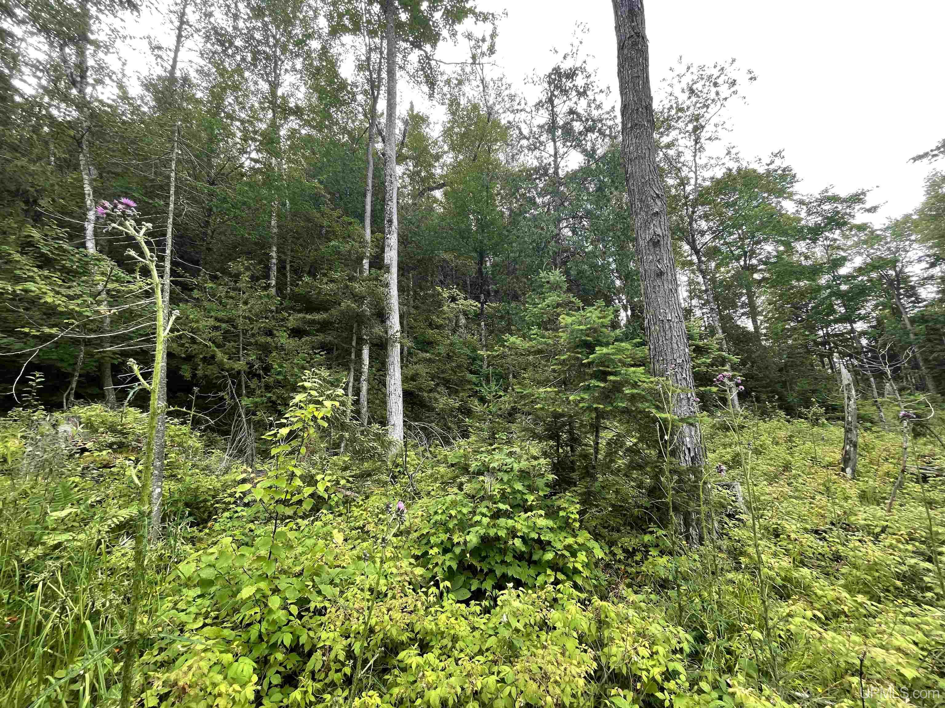 24-acres Cooper Lake Road Ishpeming, MI 49849 - Photo 12 of 13