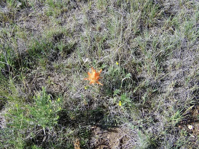 a view of a forest with a tree