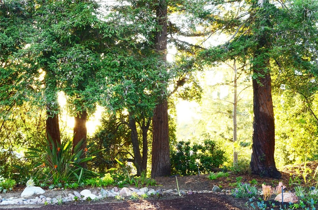3921 Declaration Avenue Calabasas, CA 91302 - Photo 21 of 26 a view of tree