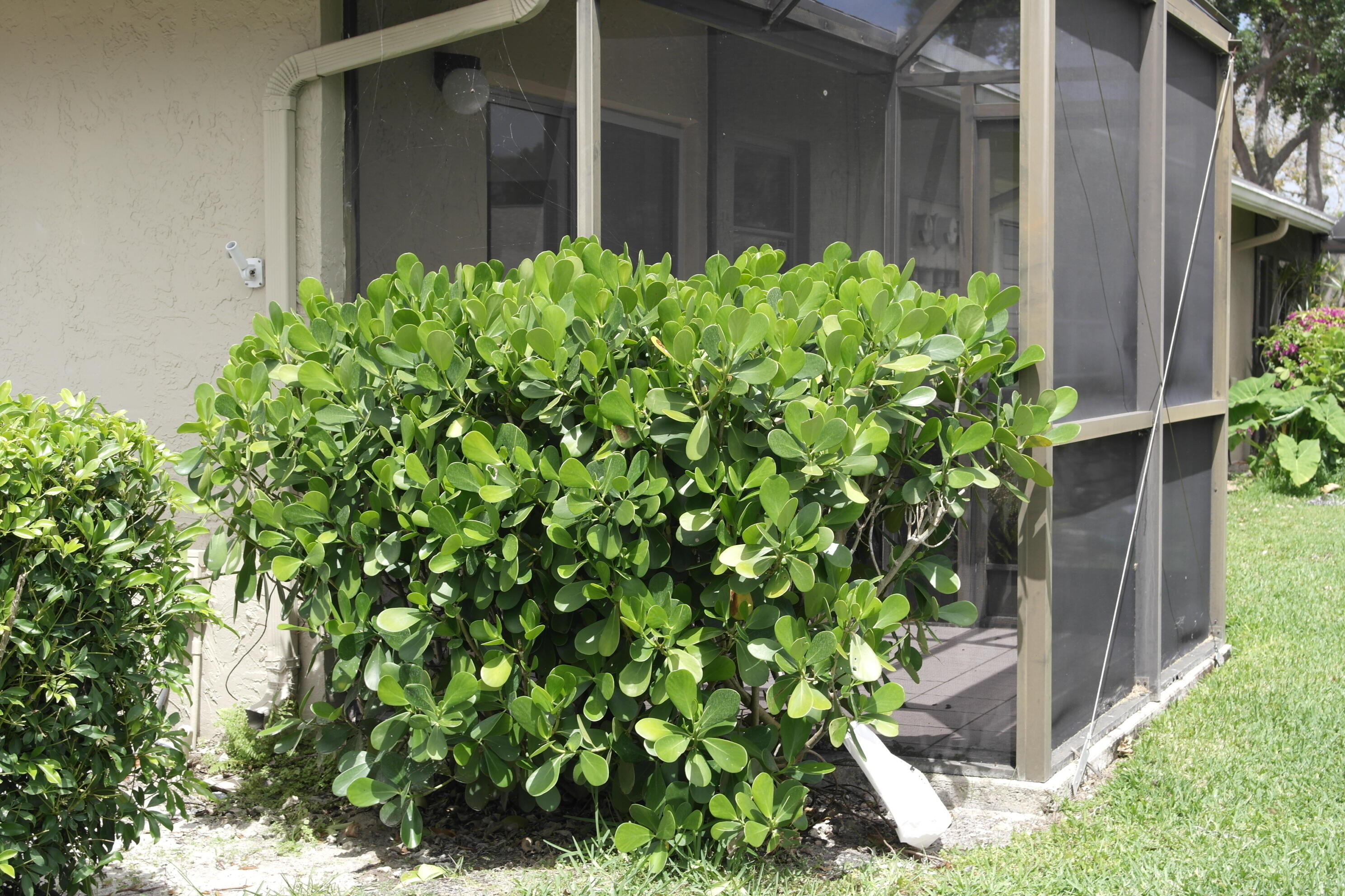 18890 Candlewick Drive, Unit B Boca Raton, FL 33496 - Photo 15 of 16 a flower plants in front of a glass door