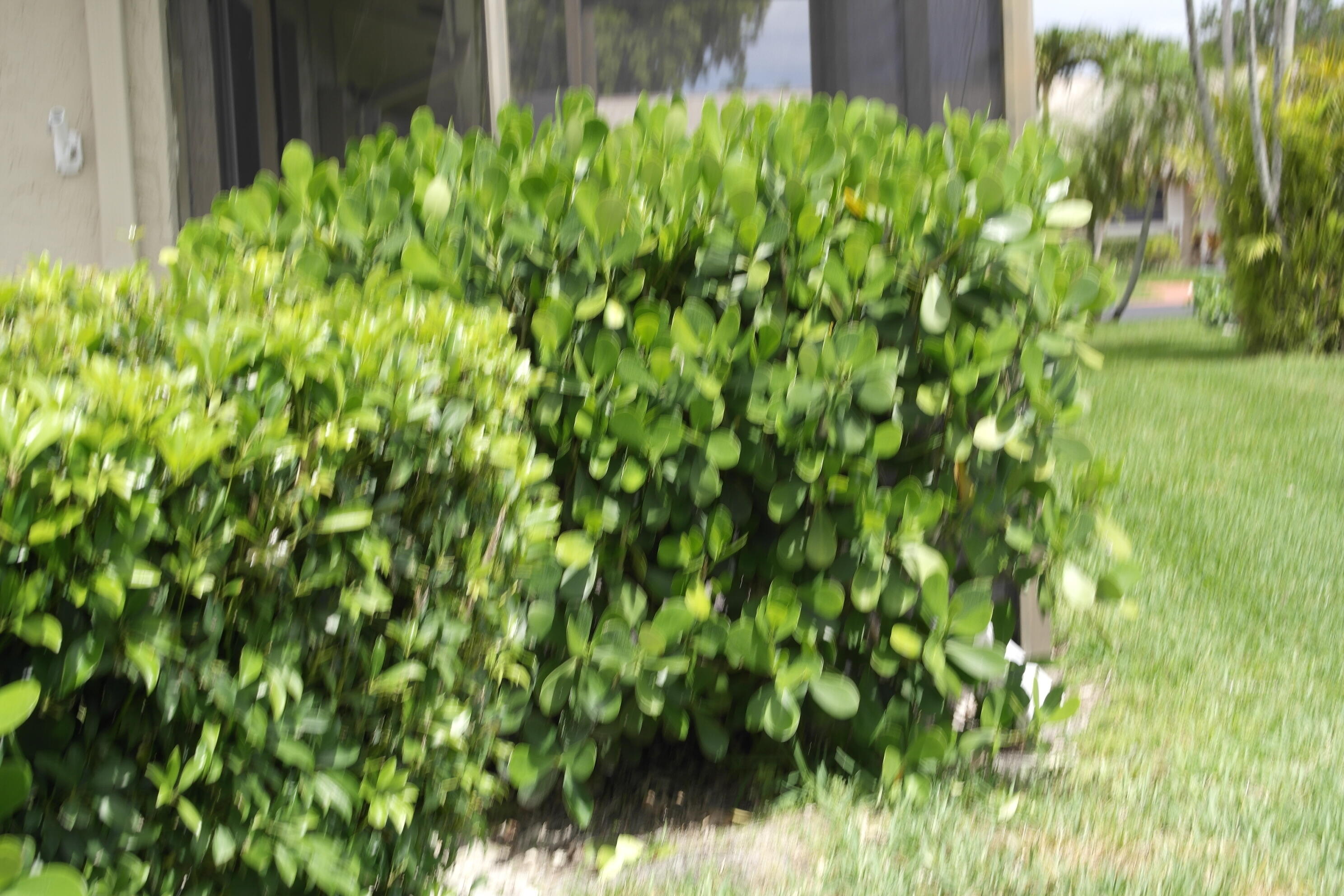 18890 Candlewick Drive, Unit B Boca Raton, FL 33496 - Photo 16 of 16 a view of a lush green yard