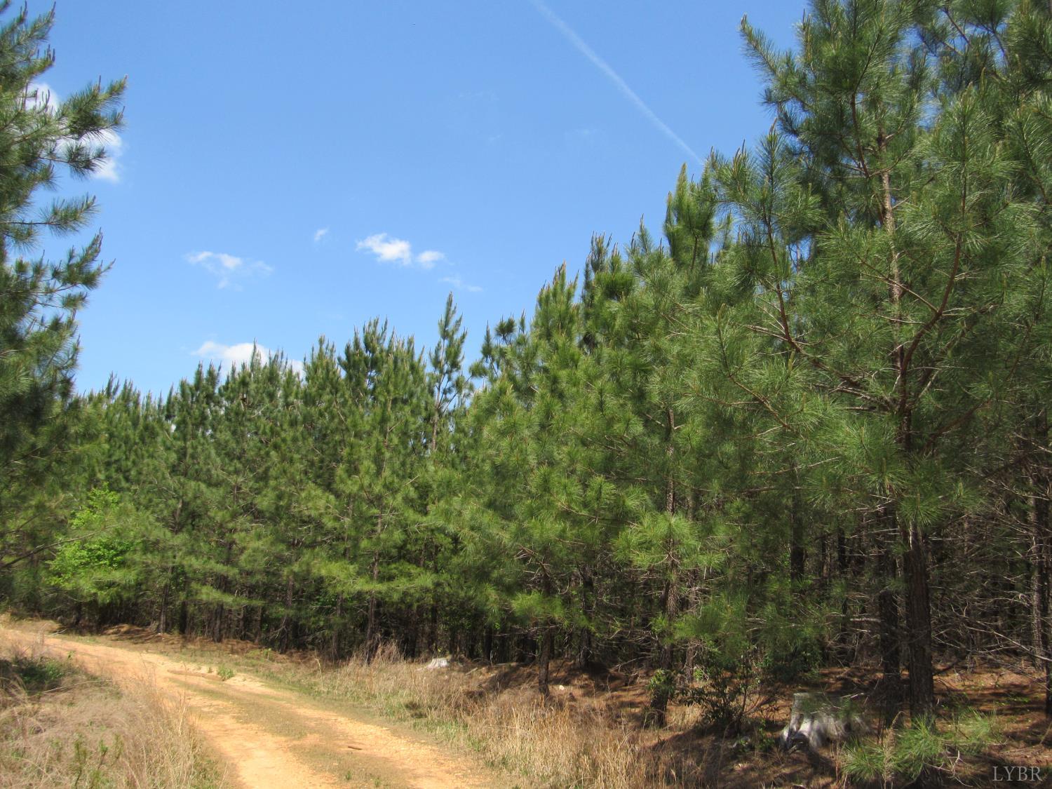 63 Sugar Hill Tunnel Road Amherst, VA 24521 - Photo 20 of 20 a view of a yard with a tree