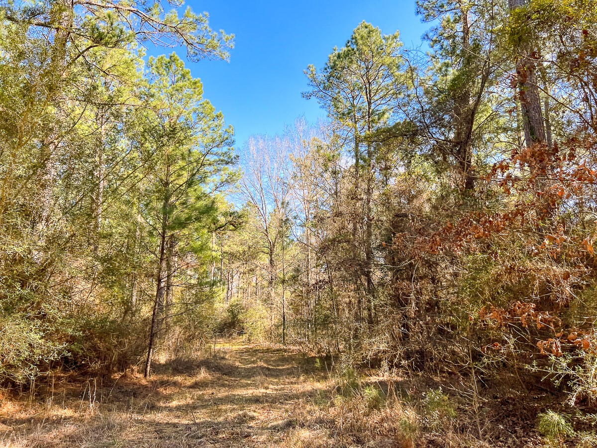 15 Union Springs Road Corrigan, TX 75939 - Photo 2 of 13