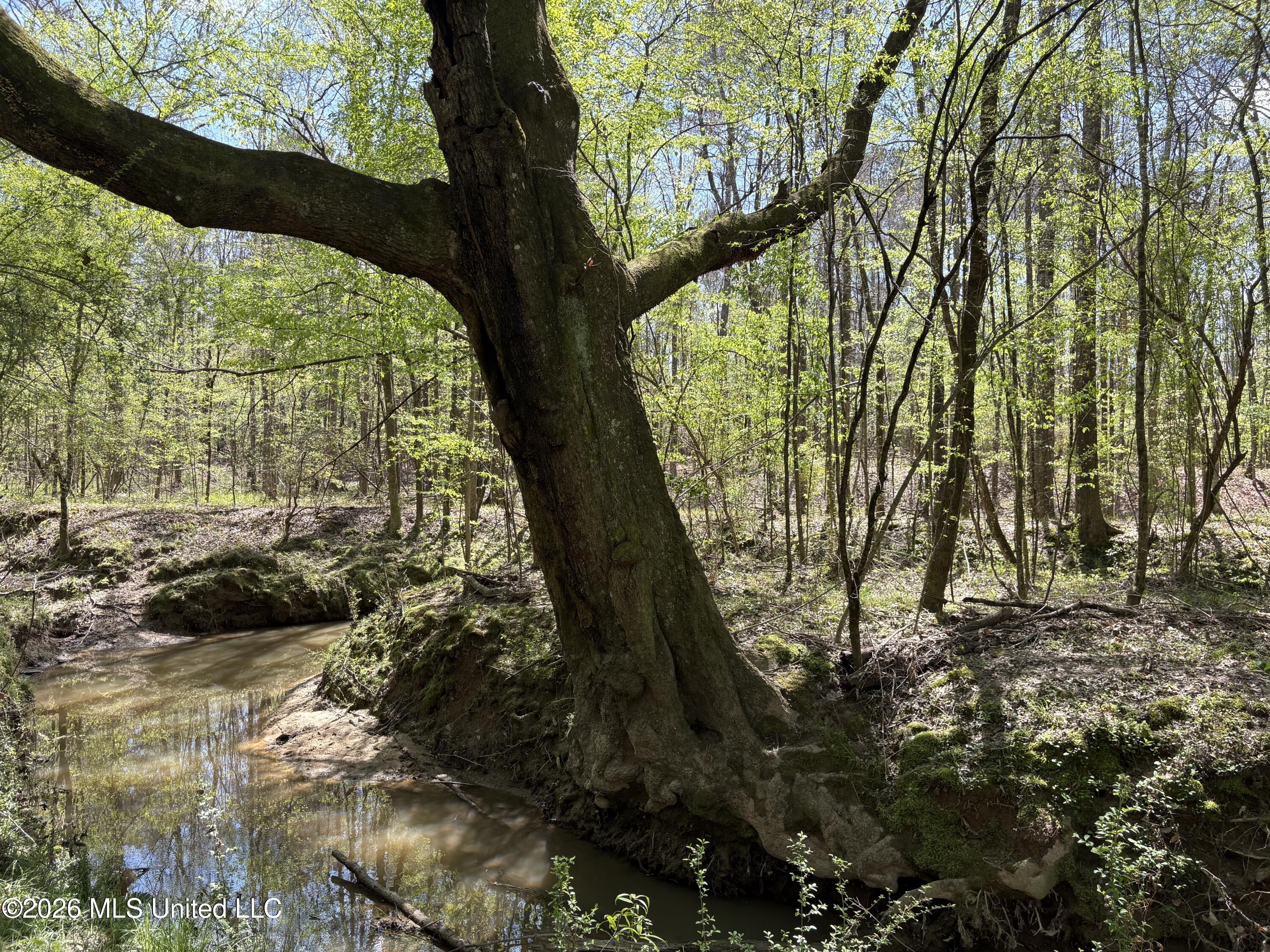 Southwest Auburn Drive Southwest Bogue Chitto, MS 39629 - Photo 1 of 38 Tree overlooking creek.