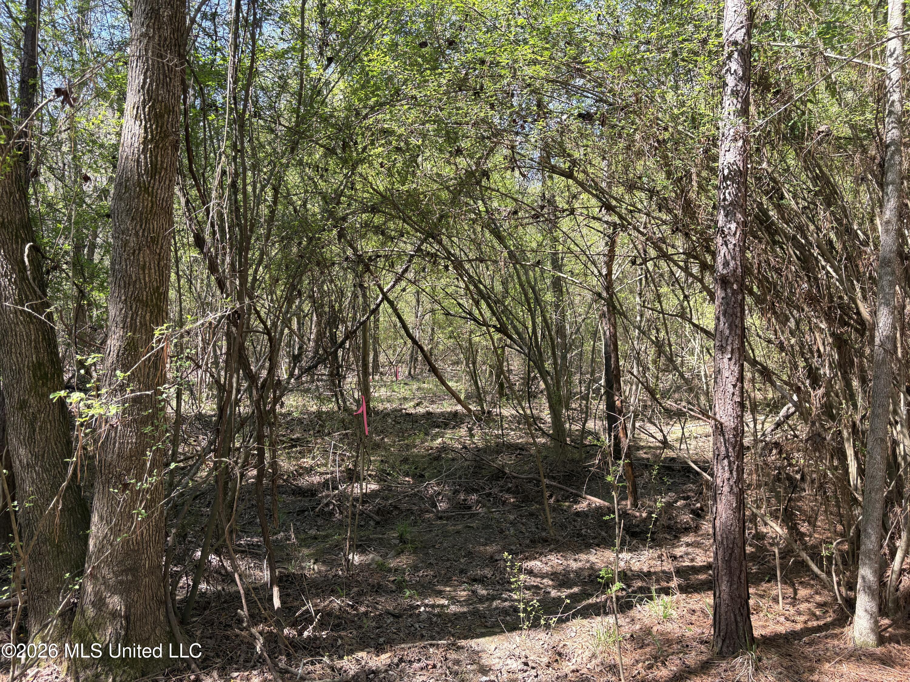 Southwest Auburn Drive Southwest Bogue Chitto, MS 39629 - Photo 2 of 38 IMG_2862