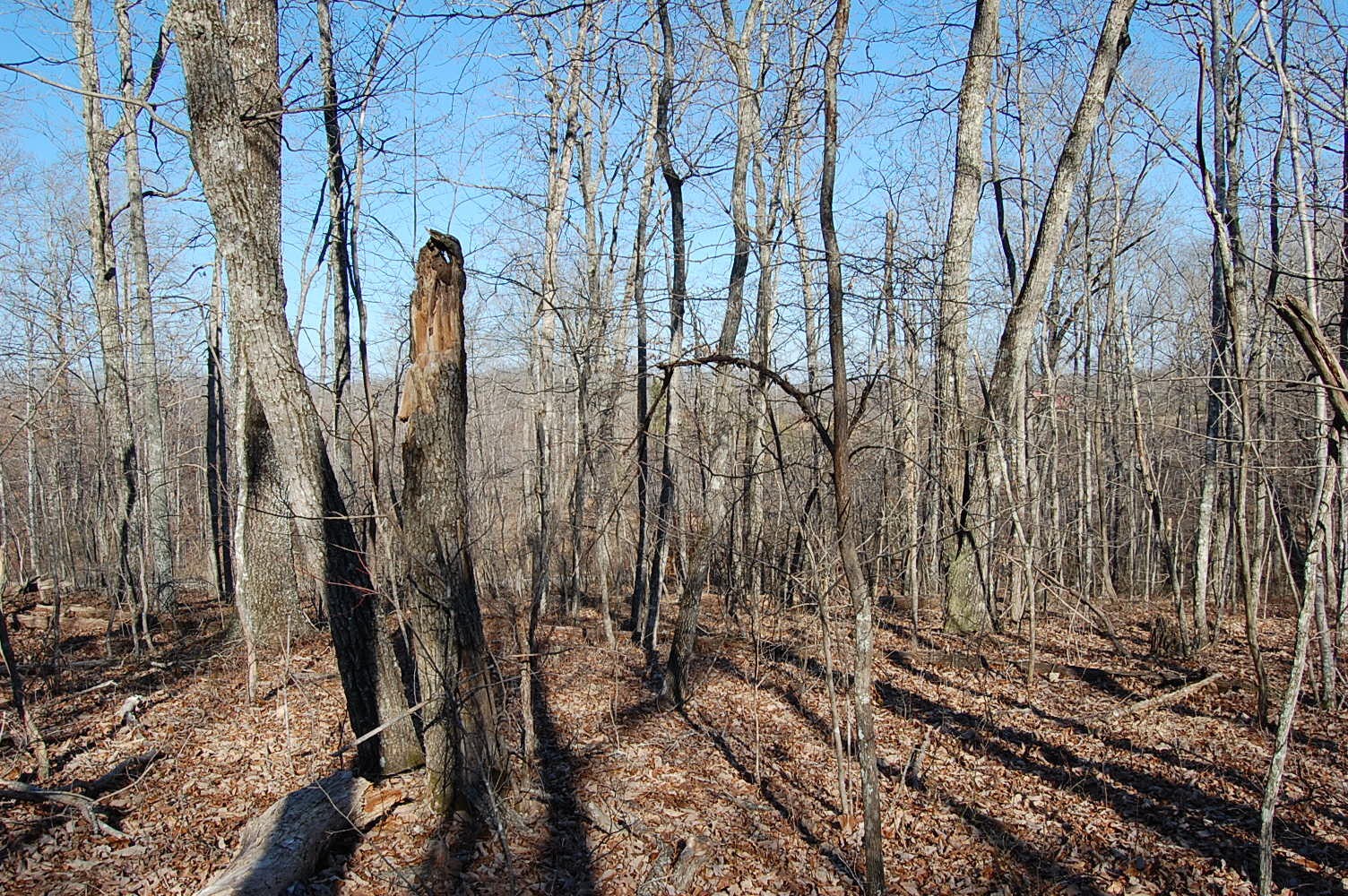 6 Green Forest Road Dunlap, TN 37327 - Photo 14 of 19 Gallery Image 14