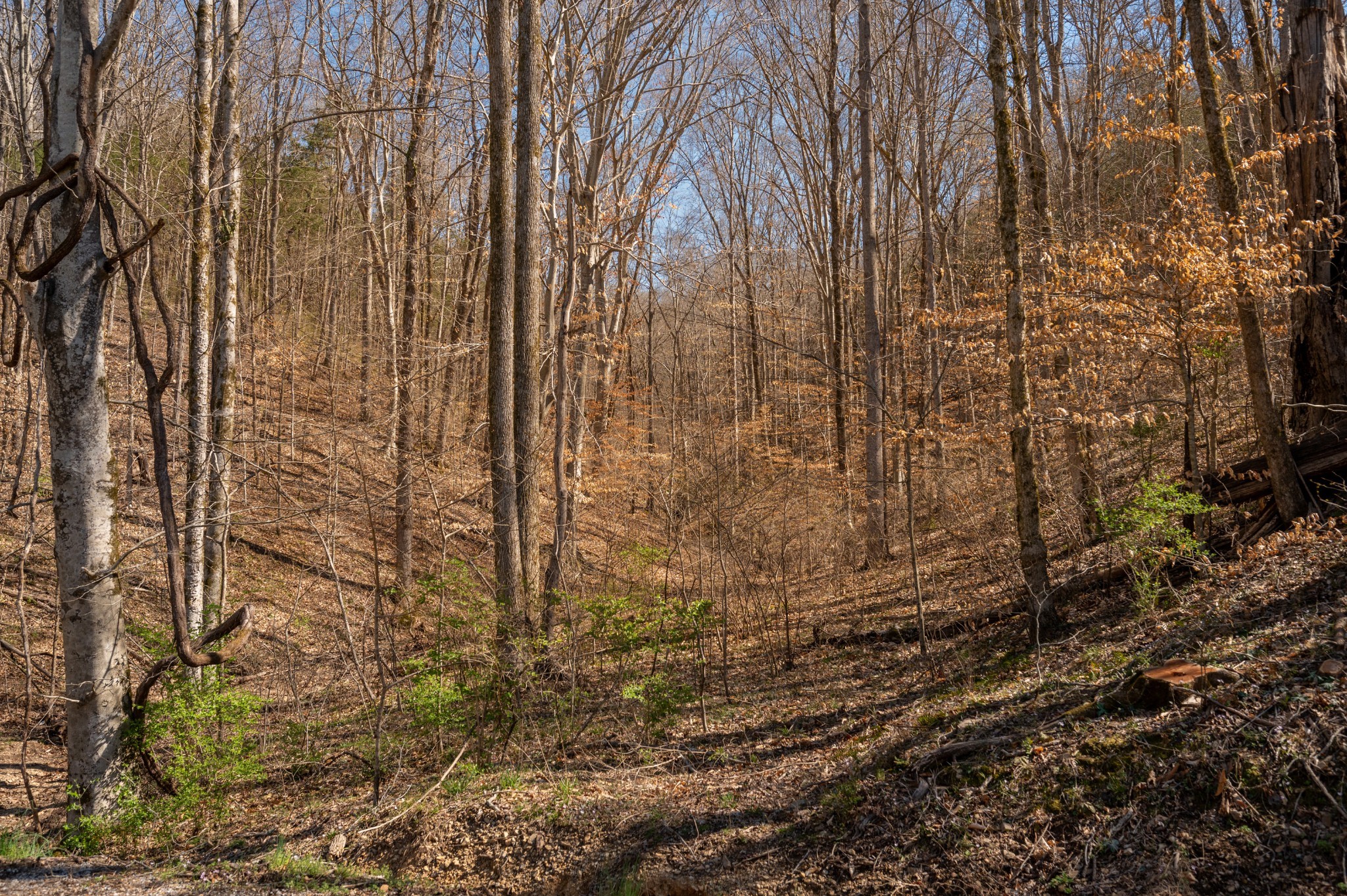 0 Bedford Creek Road Franklin, TN 37064 - Photo 22 of 24