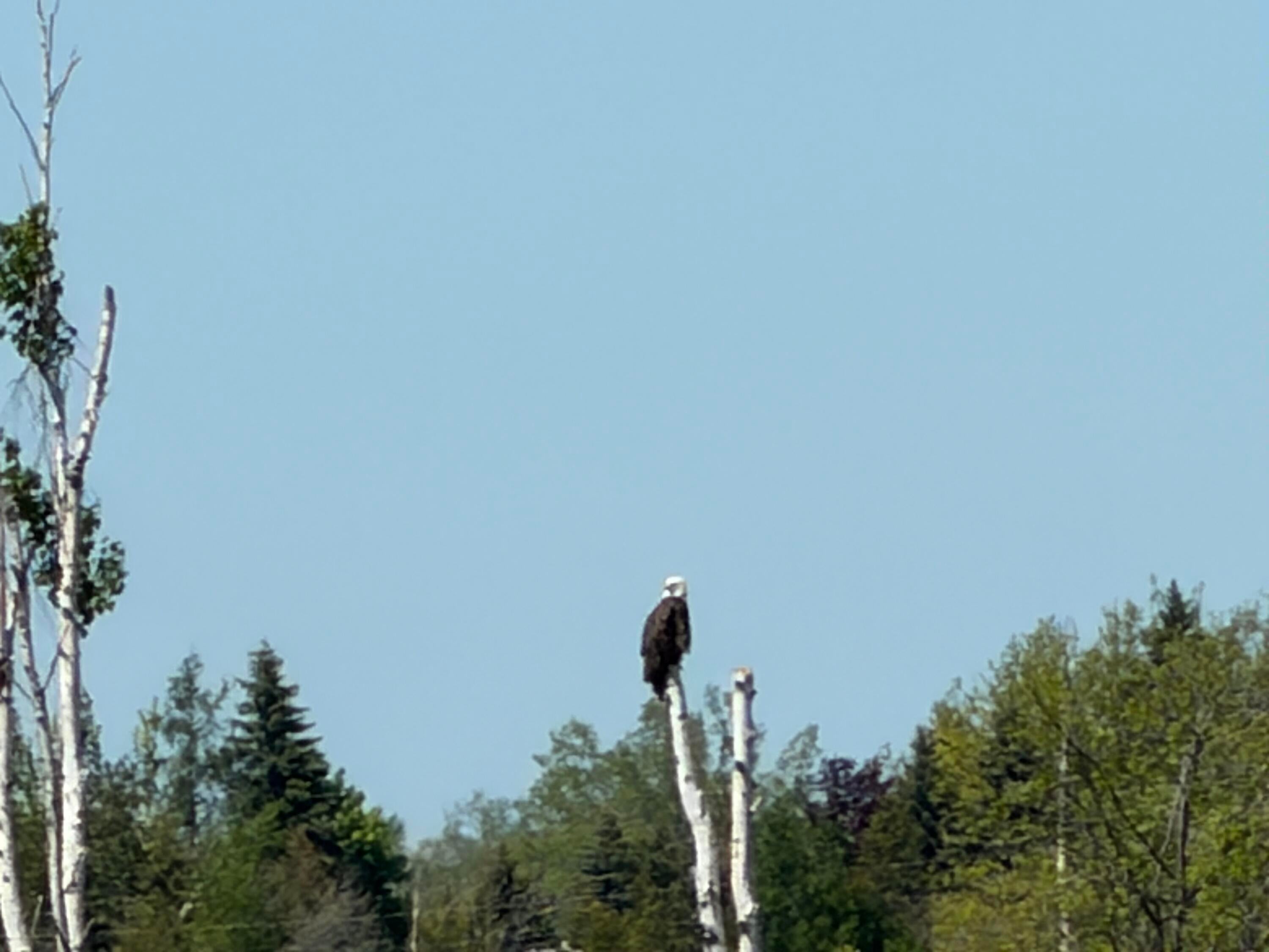 1205 Partridge Point Road North Alpena, MI 49707 - Photo 91 of 106 EAGLES ARE SPOTTED QUITE FREQUENTLY FROM HERE