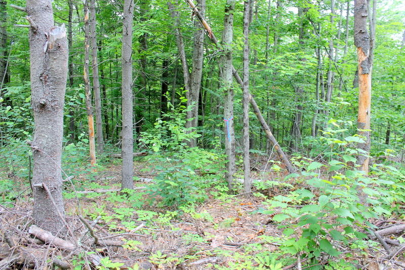 0 Rte 219 / West Cove Road Hartford, ME 04220 - Photo 12 of 16 IMG_2093
