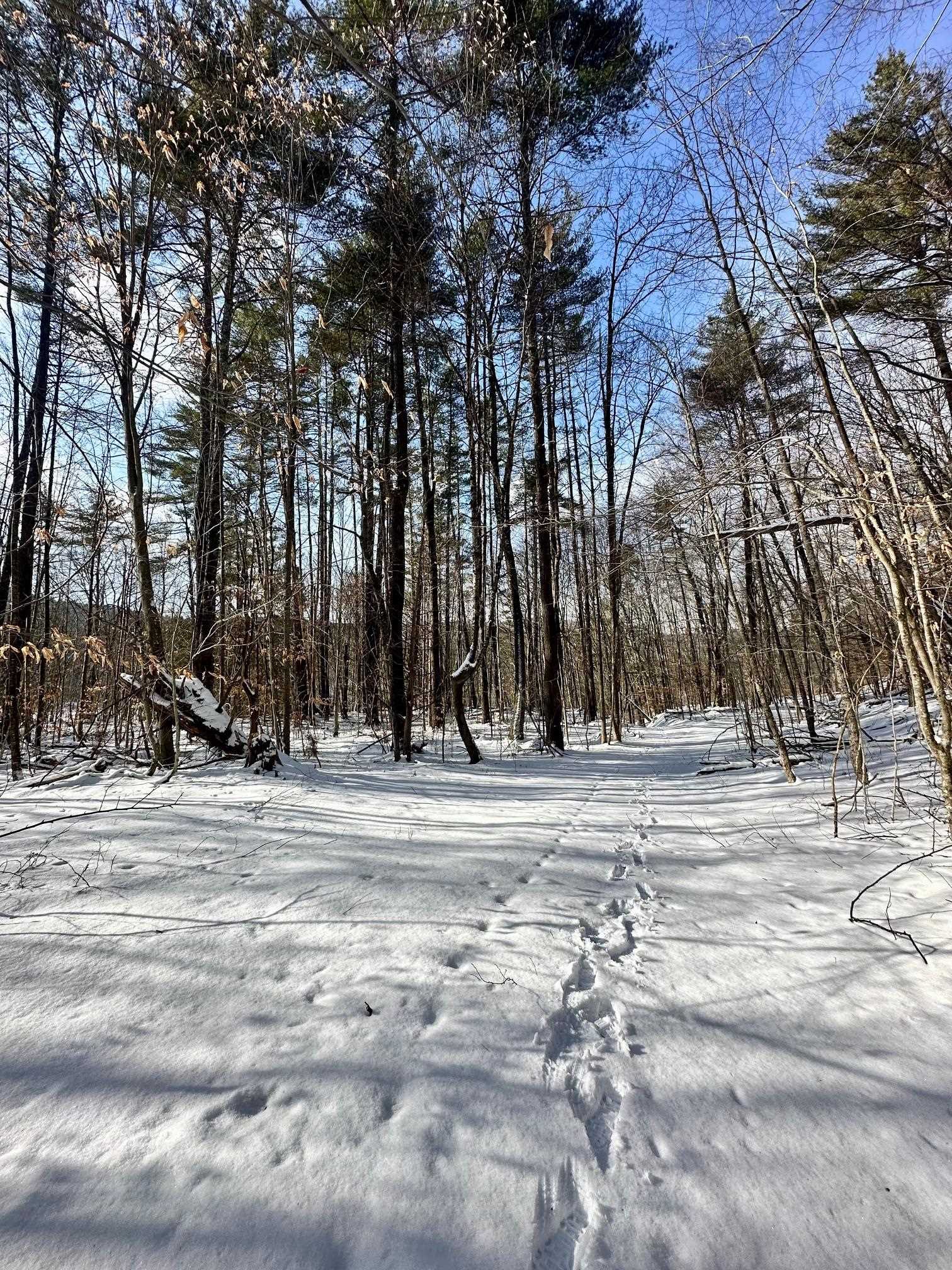 0 Ellen Ware Road Townshend, VT 05353 - Photo 3 of 13