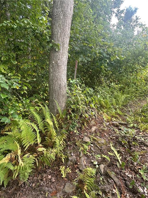 Lot 11 Sarah Furnace Road Rimersburg, PA 16248 - Photo 6 of 20 a view of a tree