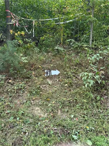 a view of a forest with trees in the background