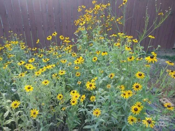 a view of flowers and flowers in a garden