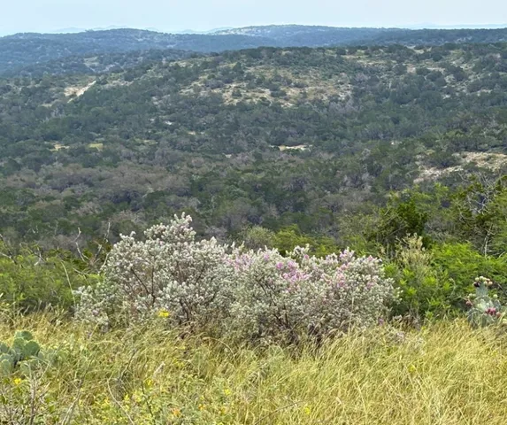 a view of a yard with a tree
