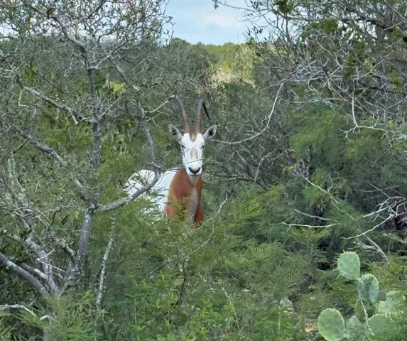 a view of a backyard of the house