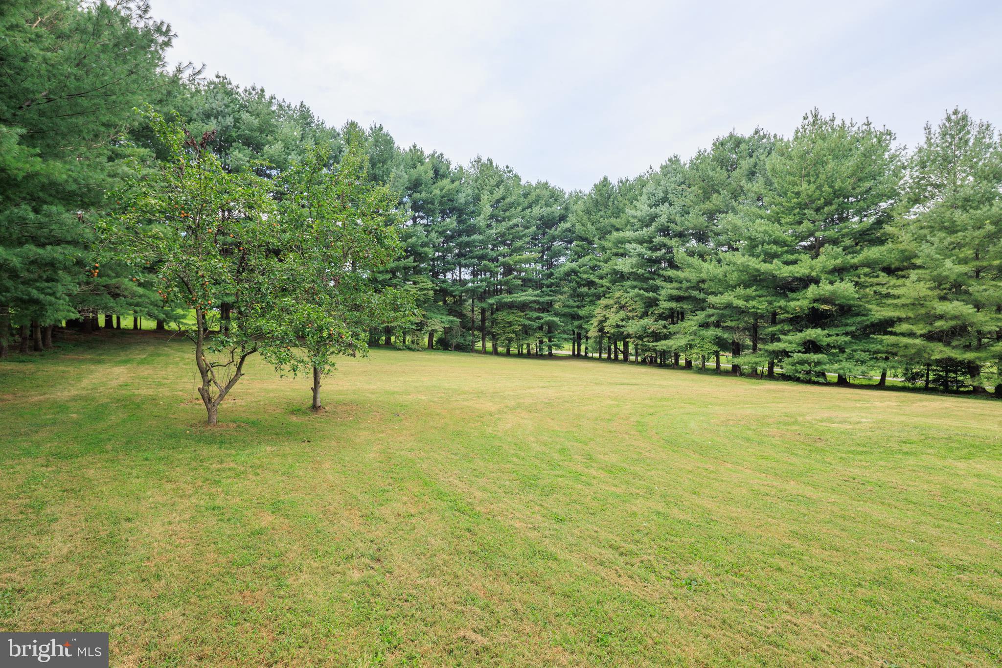 1045 Doyle Road Street, MD 21154 - Photo 39 of 47 a view of a yard with a tree