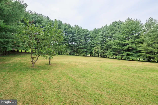 a view of a yard with a tree
