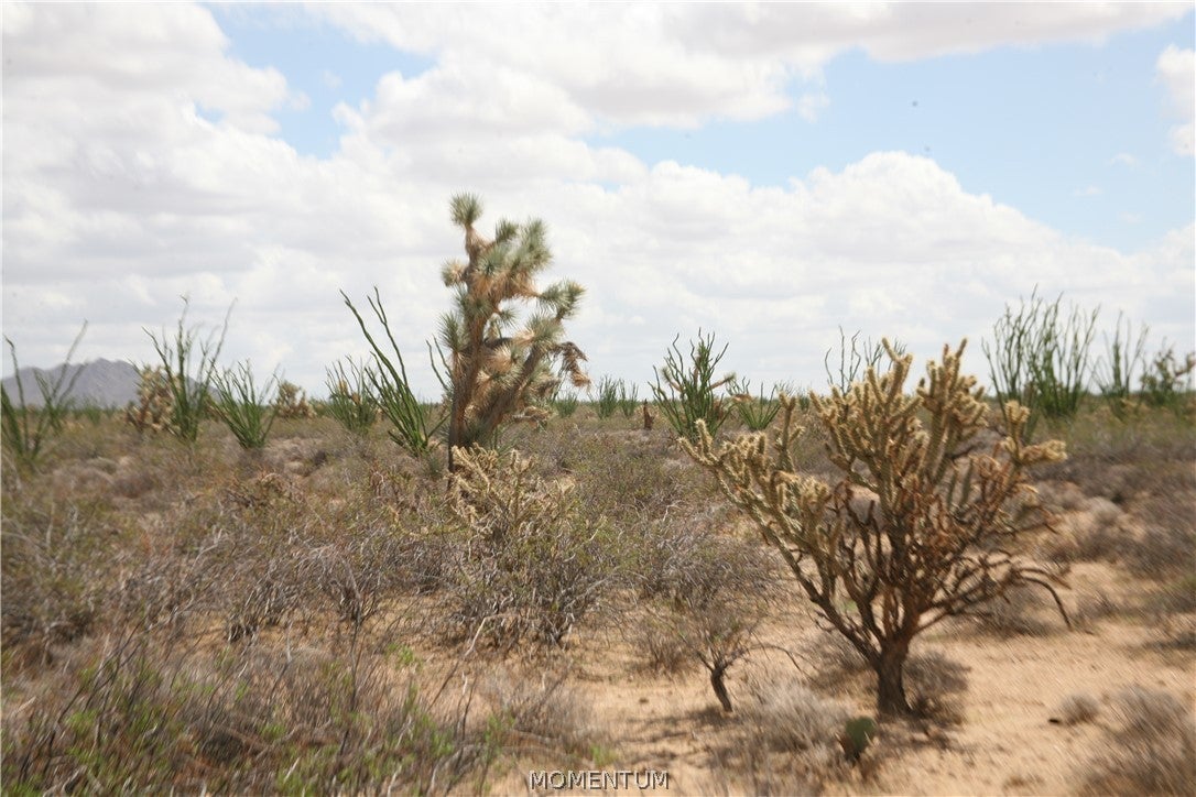 016 South Gene Autry Road Yucca, AZ 86438 - Photo 22 of 38 Gallery Image 22