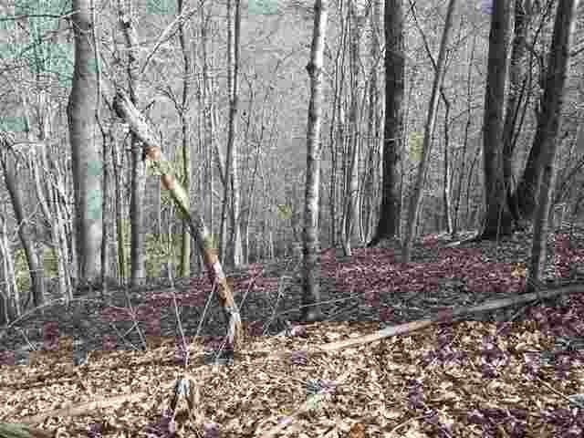 0 County Road 28 Calhoun, TN 37309 - Photo 14 of 20 Gallery Image 14