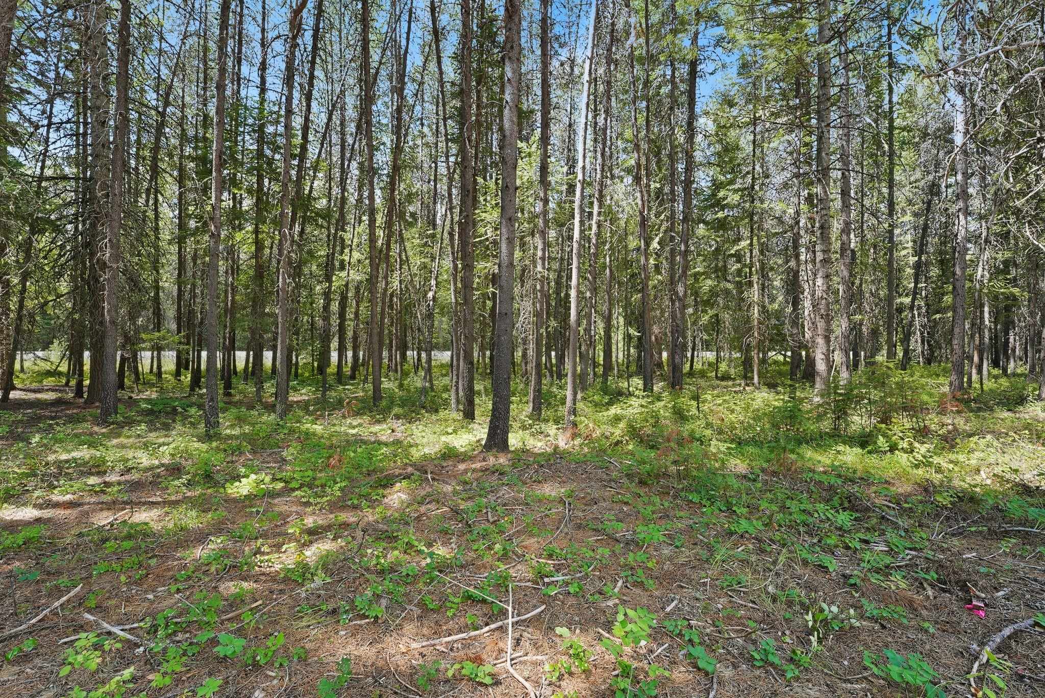 31 Teal Road Usk, WA 99180 - Photo 6 of 19 Gallery Image 6
