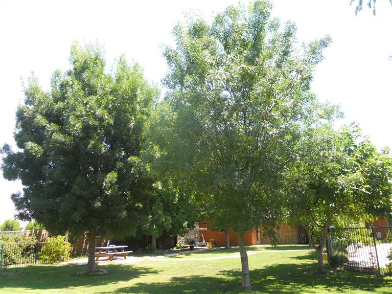 19472 Farallon Road Madera, CA 93638 - Photo 33 of 37 Mature Trees