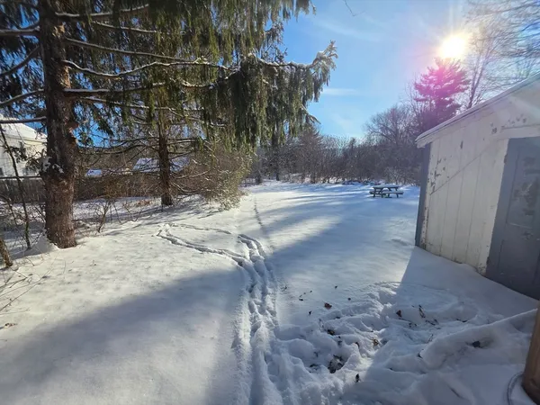 a view of a yard with a tree