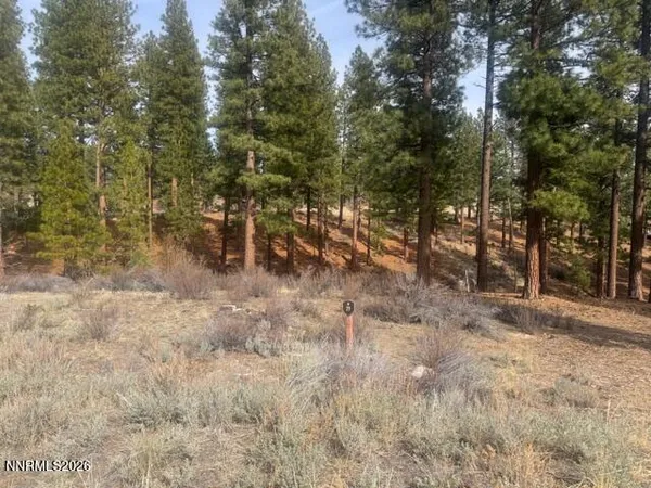 a view of a forest with trees in the background