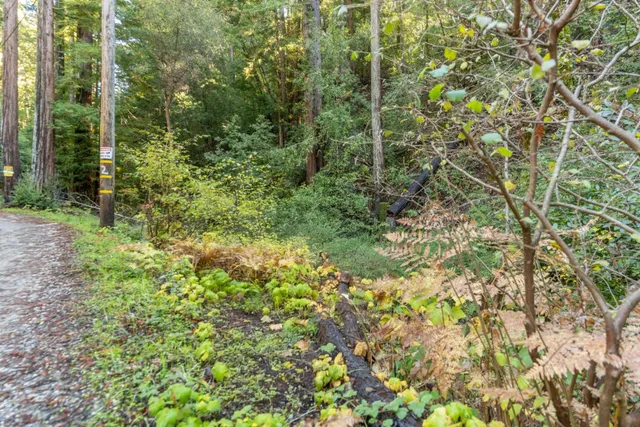a view of a garden with plants