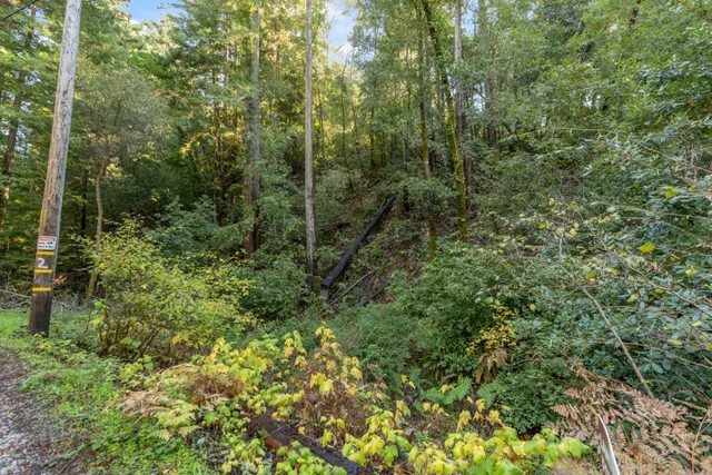 a view of a forest with a tree